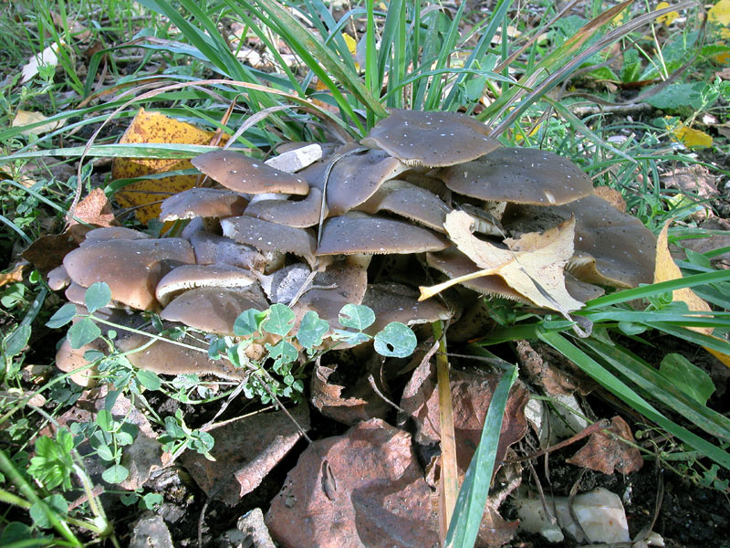 Lyophyllum conglobatum
Parole chiave: Lyophyllum conglobatum