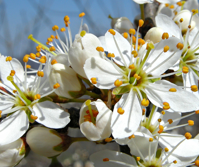 Prunus spinosa
Prunus spinosa L.
Parole chiave: Prunus spinosa