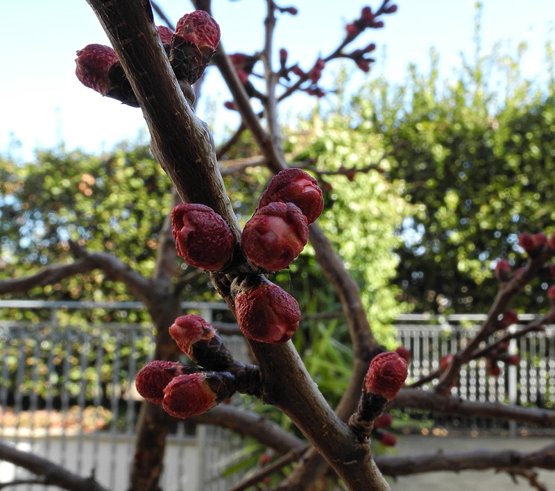 Prunus armeniaca
Prunus armeniaca
Parole chiave: Prunus armeniaca Albicocco