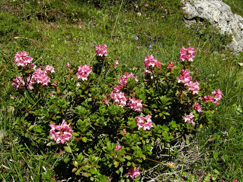 Rhododendron ferrugineum
Rhododendron ferrugineum Rododendro
Parole chiave: Rhododendron ferrugineum Rododendro