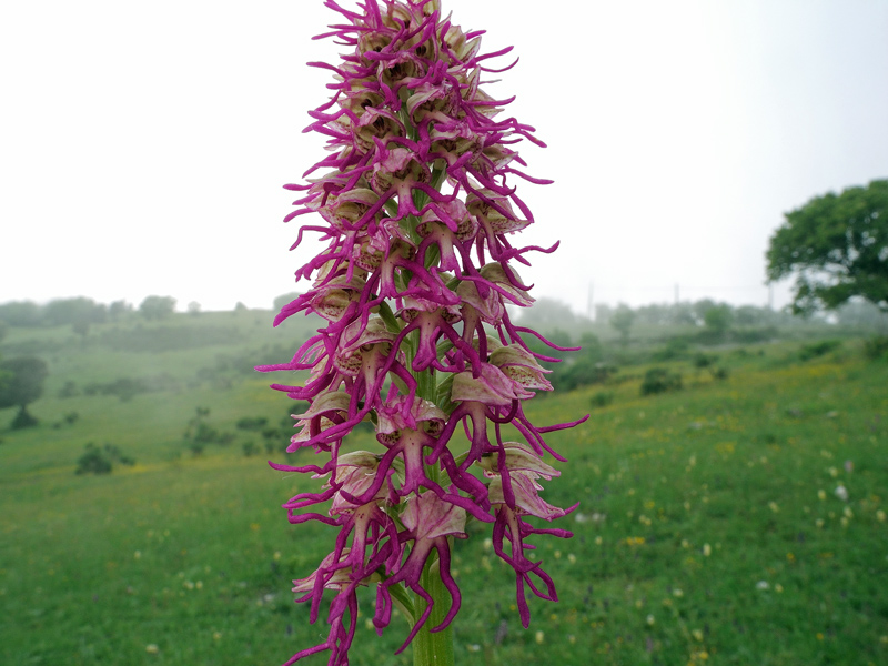 Orchis x bergonii Nanteuil
Orchis x bergonii Nanteuil
Parole chiave: Orchis x bergonii Nanteuil