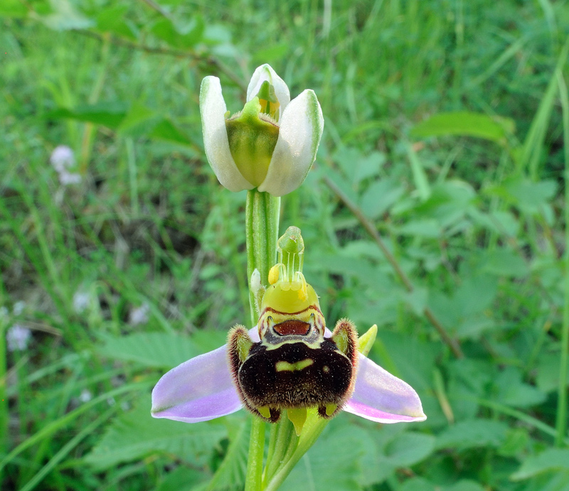 Ophrys apifera Hudson
Ophrys apifera Hudson
Parole chiave: Ophrys apifera Hudson