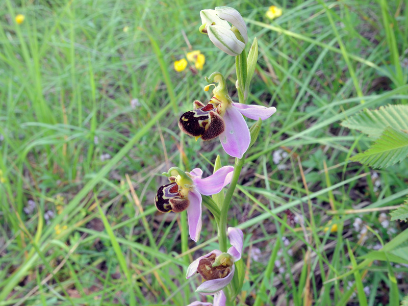 Ophrys apifera Hudson
Ophrys apifera Hudson
Parole chiave: Ophrys apifera Hudson