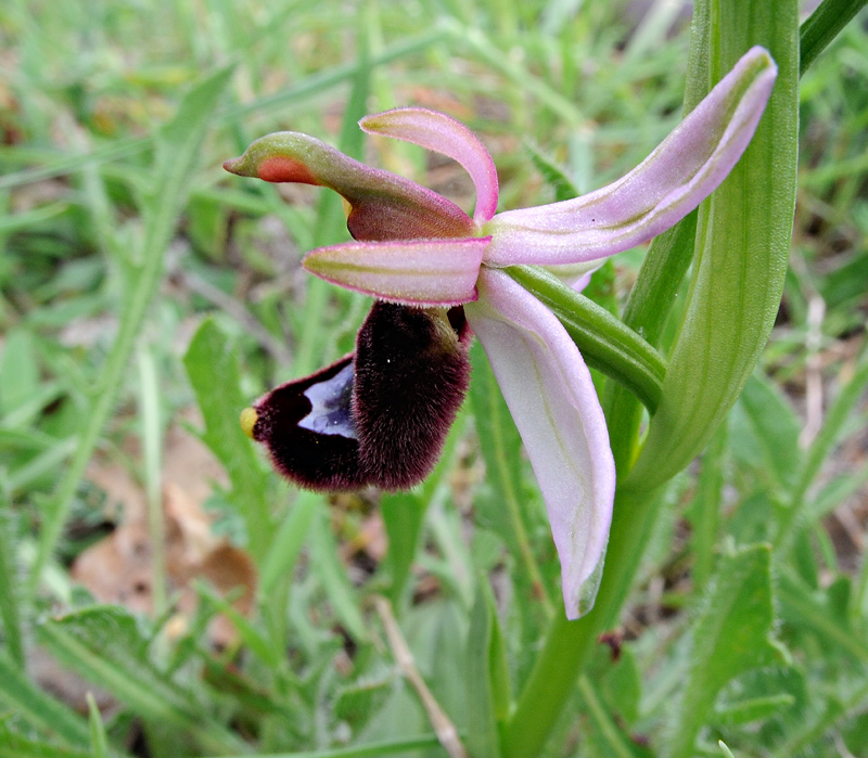 Ophrys bertolonii
Ophrys bertolonii subsp. bertolonii Moretti
Parole chiave: Ophrys bertolonii subsp. bertolonii Moretti