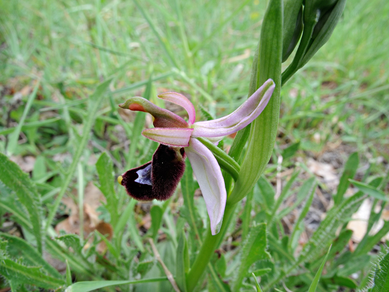 Ophrys bertolonii
Ophrys bertolonii subsp. bertolonii Moretti
Parole chiave: Ophrys bertolonii subsp. bertolonii Moretti