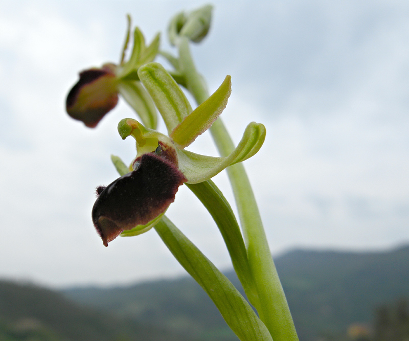 Ophrys sphegodes 
Ophrys sphegodes 
Parole chiave: Ophrys sphegodes 