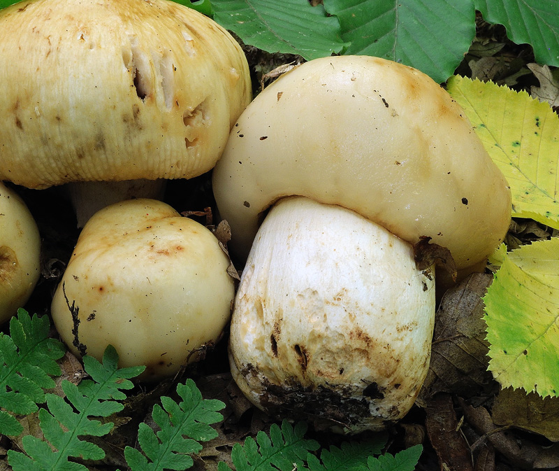 Russula foetens Pers.
Russula foetens Pers.
Parole chiave: Russula foetens Pers.
