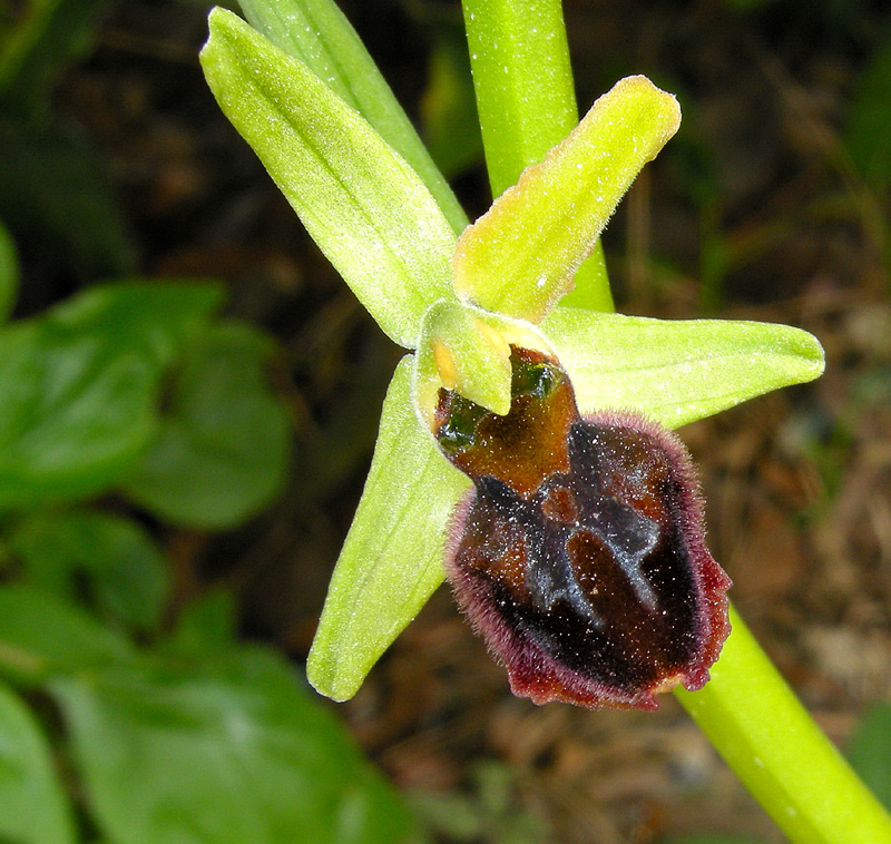 Ophrys sphegodes 
Ophrys sphegodes 
Parole chiave: Ophrys sphegodes