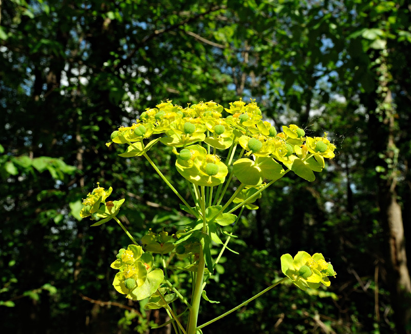 Euphorbia cyparissias L.
Euphorbia cyparissias L.
Parole chiave: Euphorbia cyparissias L.