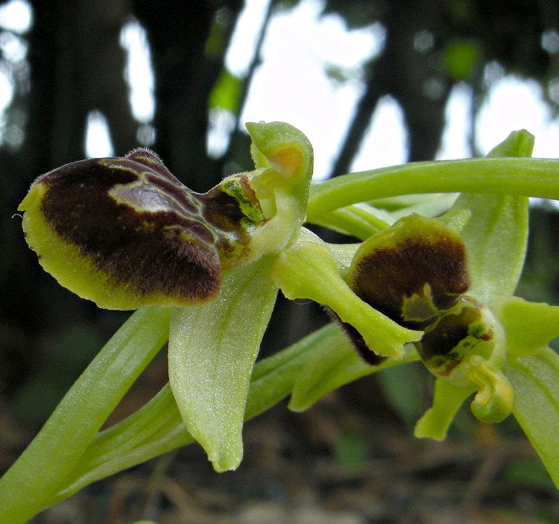 Ophrys sphegodes 
Ophrys sphegodes 
Parole chiave: Ophrys sphegodes