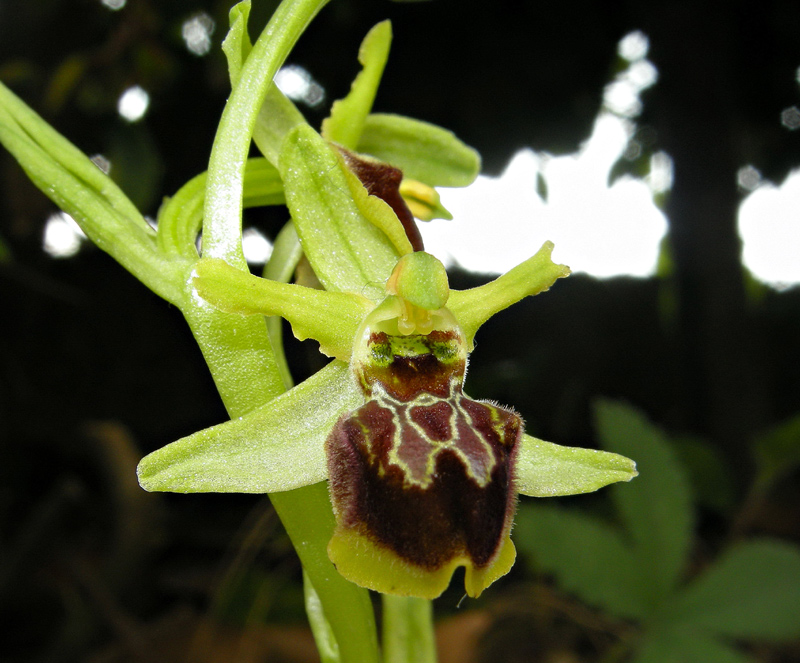 Ophrys sphegodes 
Ophrys sphegodes 
Parole chiave: Ophrys sphegodes 