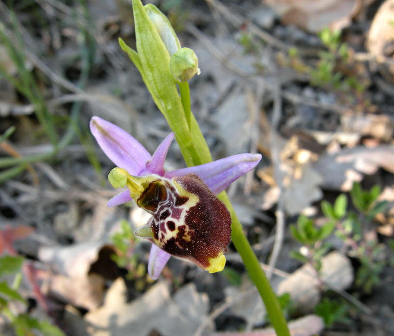 Ophrys fuciflora
Ophrys fuciflora
Parole chiave: Ophrys fuciflora