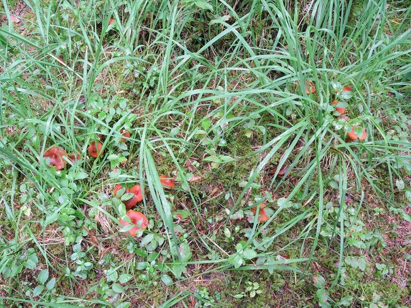 Cortinarius rubellus Cooke
Cortinarius rubellus Cooke
Parole chiave: Cortinarius speciosissimus rubellus Cooke