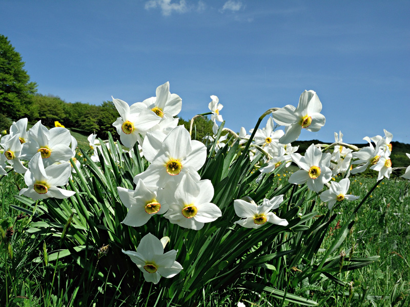Narcissus poeticus
Narcissus poeticus
Parole chiave: Narcissus poeticus