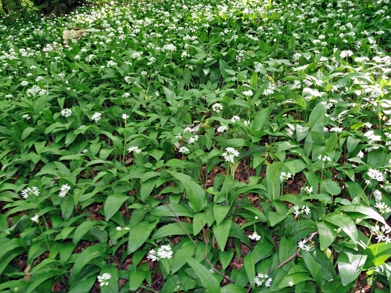Allium ursinum L.
Allium ursinum L.
Parole chiave: Allium ursinum L.