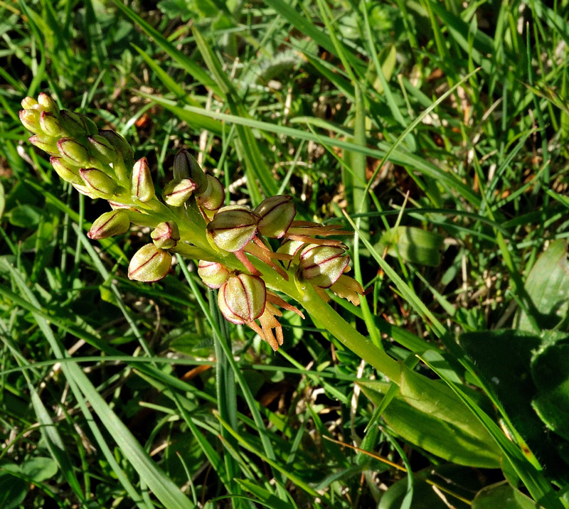 Orchis anthropophora
Orchis anthropophora
Parole chiave: Orchis anthropophora