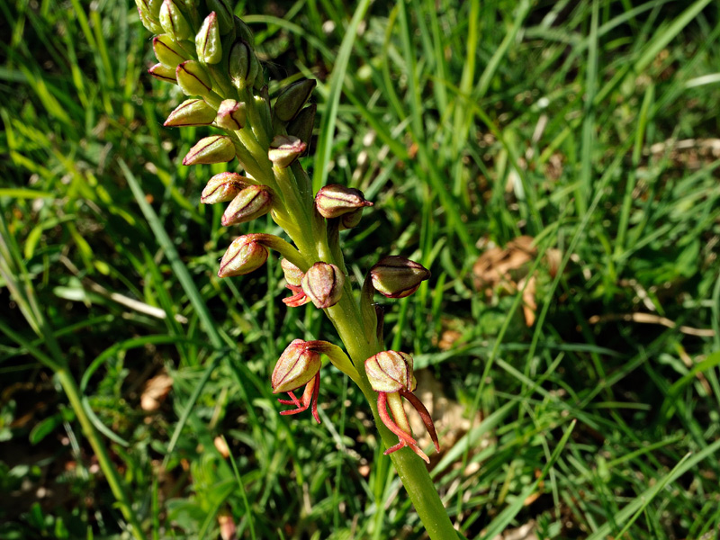 Orchis anthropophora
Orchis anthropophora
Parole chiave: Orchis anthropophora