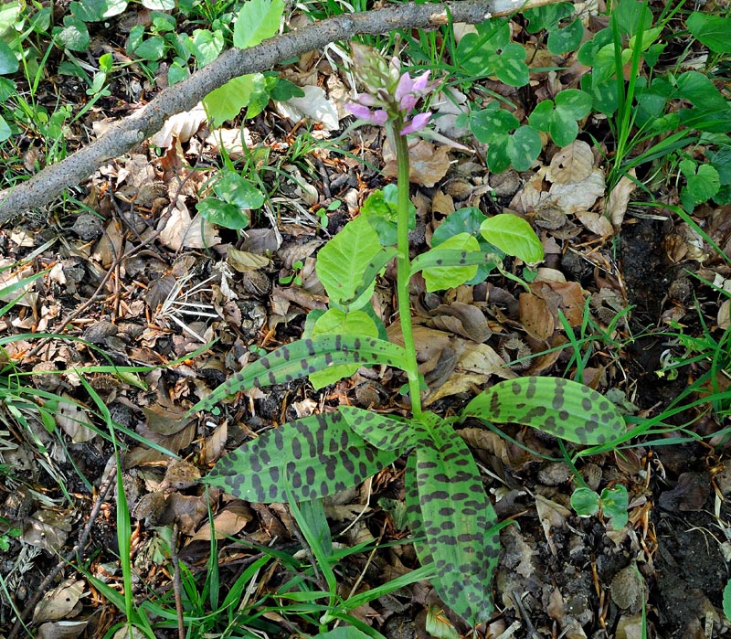 Dactylorhiza maculata (L.) subsp. fuchsii
Dactylorhiza maculata (L.) subsp. fuchsii
Parole chiave: Dactylorhiza maculata (L.) subsp. fuchsii