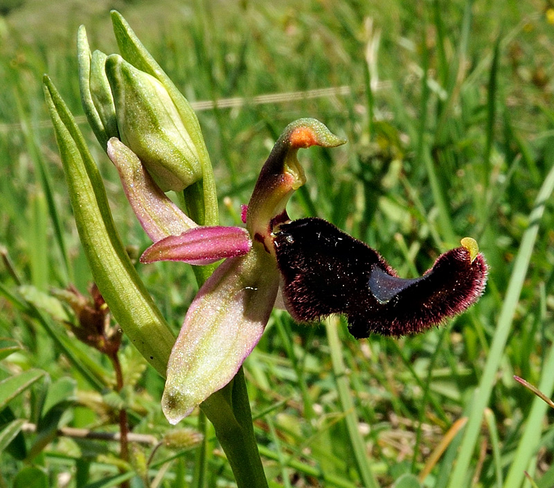 Ophrys bertolonii subsp. bertolonii
Ophrys bertolonii subsp. bertolonii Moretti
Parole chiave: Ophrys bertolonii subsp. bertolonii Moretti