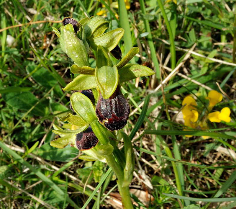 Ophrys fusca subsp. funerea
Ophrys fusca subsp. funerea
Parole chiave: Ophrys fusca subsp. funerea