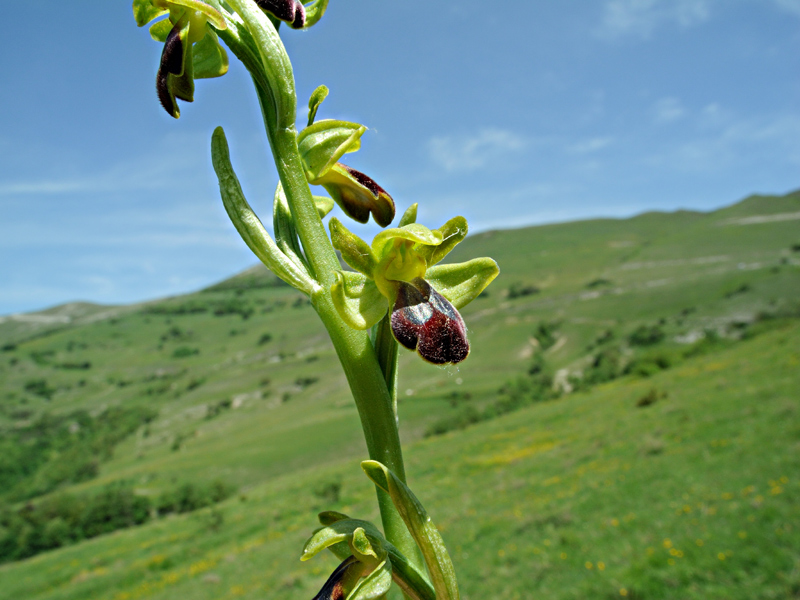 Ophrys fusca subsp. funerea
Ophrys fusca subsp. funerea
Parole chiave: Ophrys fusca subsp. funerea