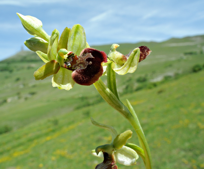 Ophrys minipassionis Romolini & Soca
Ophrys minipassionis Romolini & Soca
Parole chiave: Ophrys minipassionis Romolini & Soca