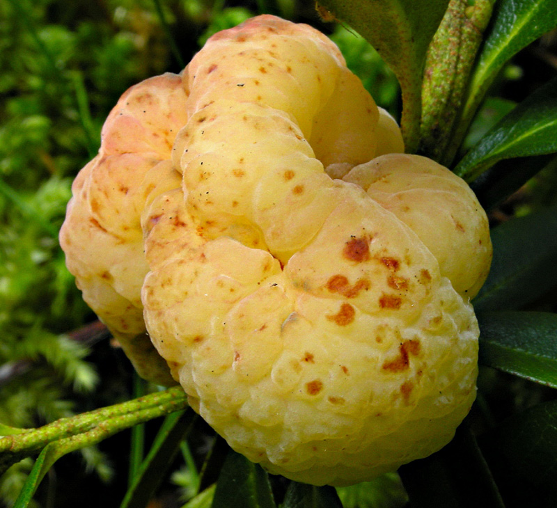 Exobasidium rhododendri
Exobasidium rhododendri
Parole chiave: Exobasidium rhododendri
