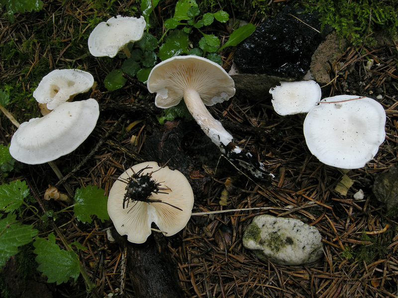 Clitocybe phyllophyla
Clitocybe phyllophyla
Parole chiave: Clitocybe phyllophyla