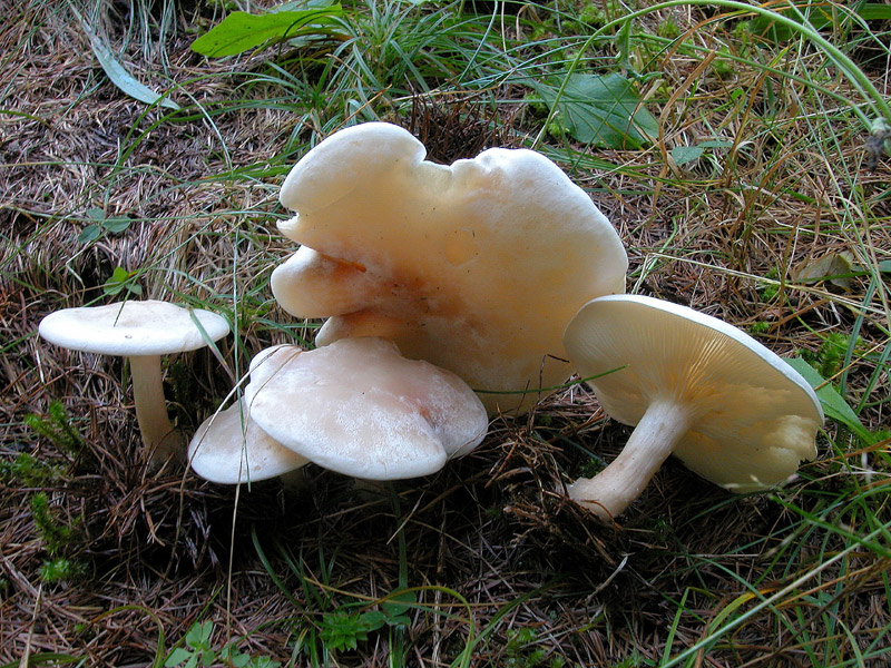 Clitocybe phyllophyla
Clitocybe phyllophyla
Parole chiave: Clitocybe phyllophyla