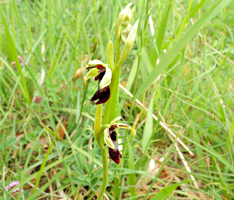 Ophrys insectifera
Ophrys insectifera
Parole chiave: Ophrys insectifera