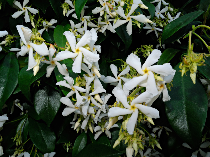 Trachelospermum jasminoides (Lindl.) Lem.
Trachelospermum jasminoides (Lindl.) Lem.
Parole chiave: Trachelospermum jasminoides (Lindl.) Lem.