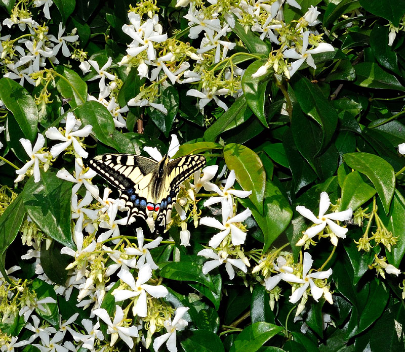 Papilio machaon
Papilio machaon
Parole chiave: Papilio machaon
