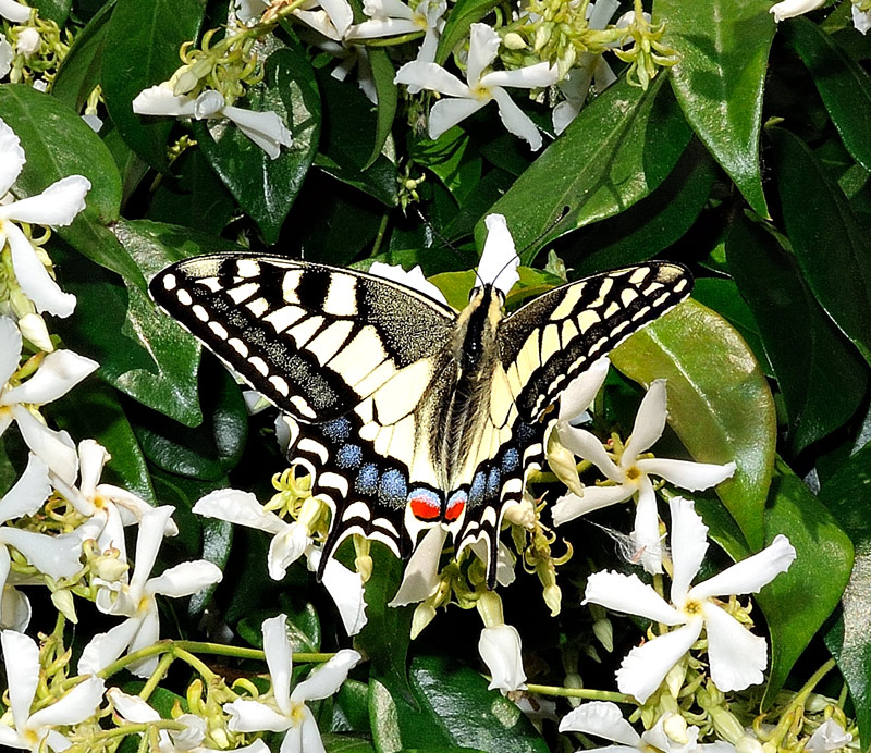 Papilio machaon
Papilio machaon
Parole chiave: Papilio machaon