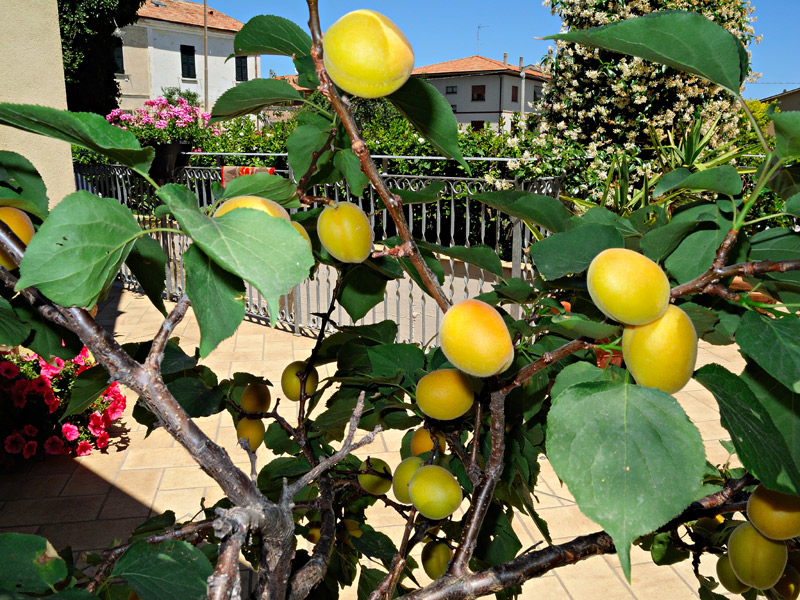 Prunus armeniaca
Prunus armeniaca Albicocco
Parole chiave: Prunus armeniaca Albicocco