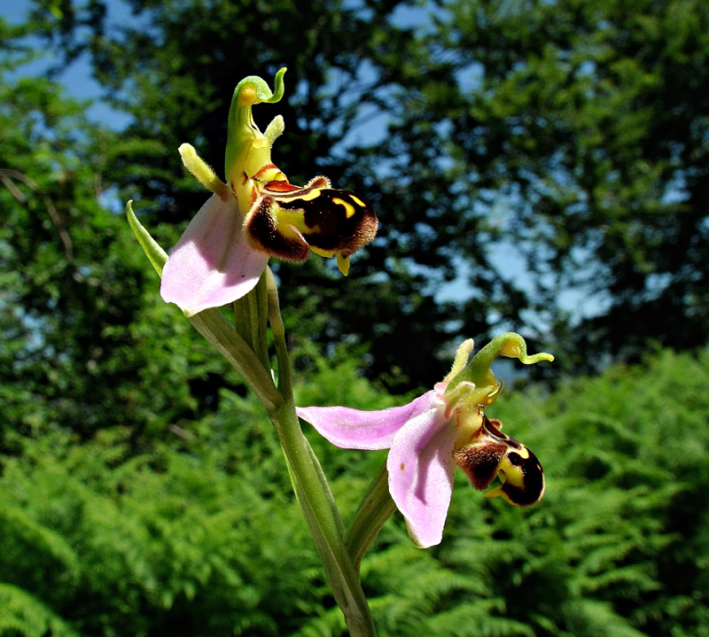 Ophrys apifera Hudson var. aurita
Ophrys apifera Hudson var. aurita
Parole chiave: Ophrys apifera Hudson var. aurita