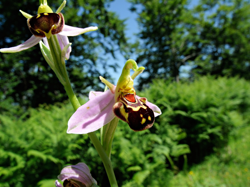 Ophrys apifera Hudson var. aurita
Ophrys apifera Hudson var. aurita
Parole chiave: Ophrys apifera Hudson var. aurita