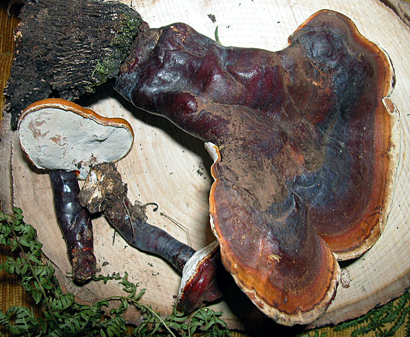 Ganoderma lucidum
Ganoderma lucidum
Parole chiave: Ganoderma lucidum