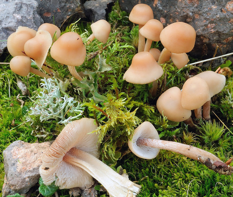Collybia confluens (Pers.: Fr.) Kummer
Collybia confluens (Pers.: Fr.) Kummer
Parole chiave: Collybia confluens (Pers.: Fr.) Kummer