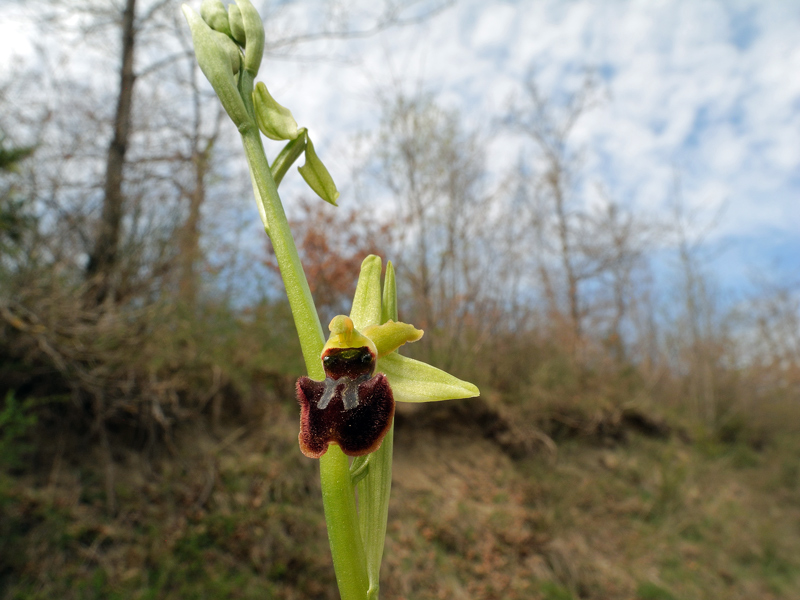 Ophrys sphegodes subsp. sphegodes Mill.
Ophrys sphegodes subsp. sphegodes Mill.
Parole chiave: Ophrys sphegodes subsp. sphegodes Mill.