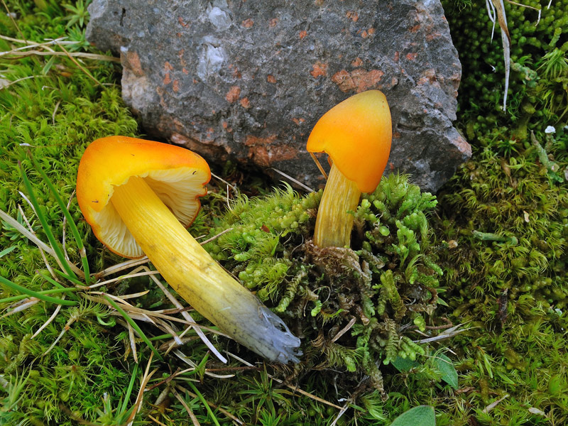 Hygrocybe conica
Hygrocybe conica
Parole chiave: Hygrocybe conica