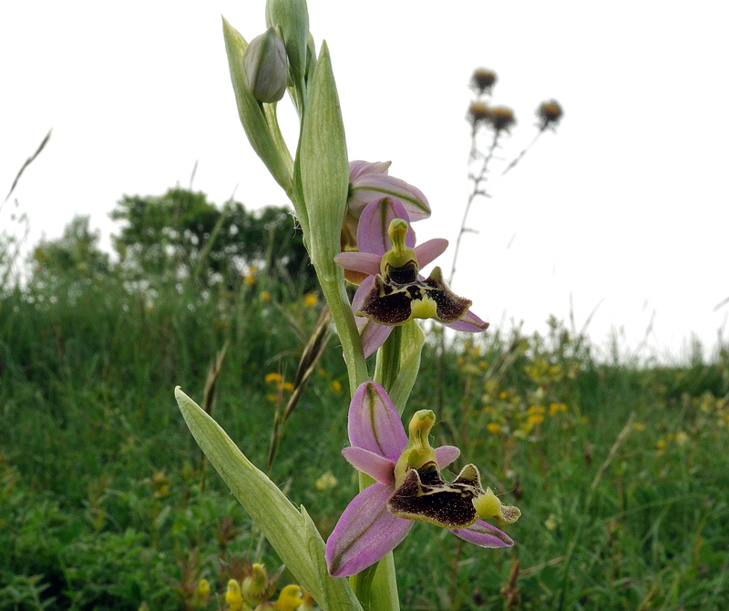 Ophrys holosericea subsp. appennina (Romolini & Soca) Kreutz 2015
Ophrys holosericea subsp. appennina (Romolini & Soca) Kreutz 2015
Parole chiave: Ophrys holosericea subsp. appennina (Romolini & Soca) Kreutz 2015