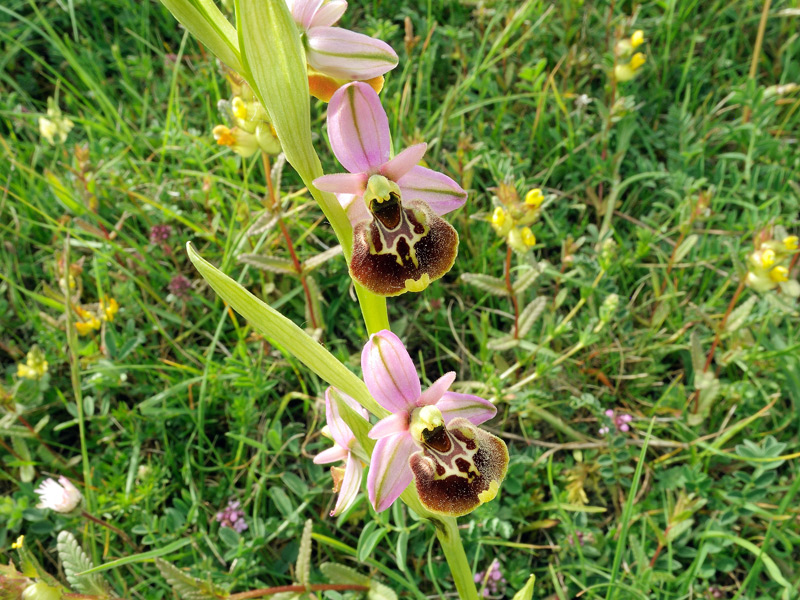 Ophrys holosericea subsp. appennina (Romolini & Soca) Kreutz 2015
Ophrys holosericea subsp. appennina (Romolini & Soca) Kreutz 2015
Parole chiave: Ophrys holosericea subsp. appennina (Romolini & Soca) Kreutz 2015