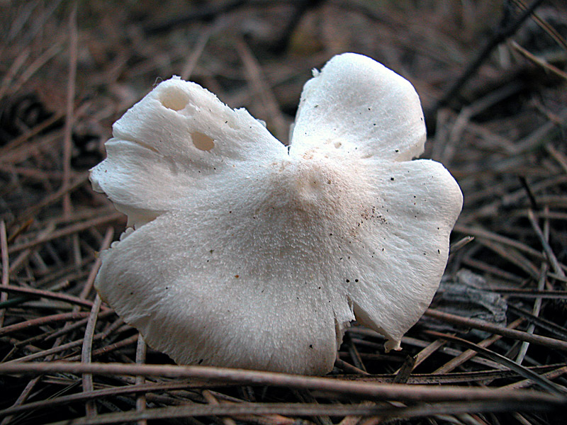 Tricholoma terreum
Tricholoma terreum albino
Parole chiave: Tricholoma terreum