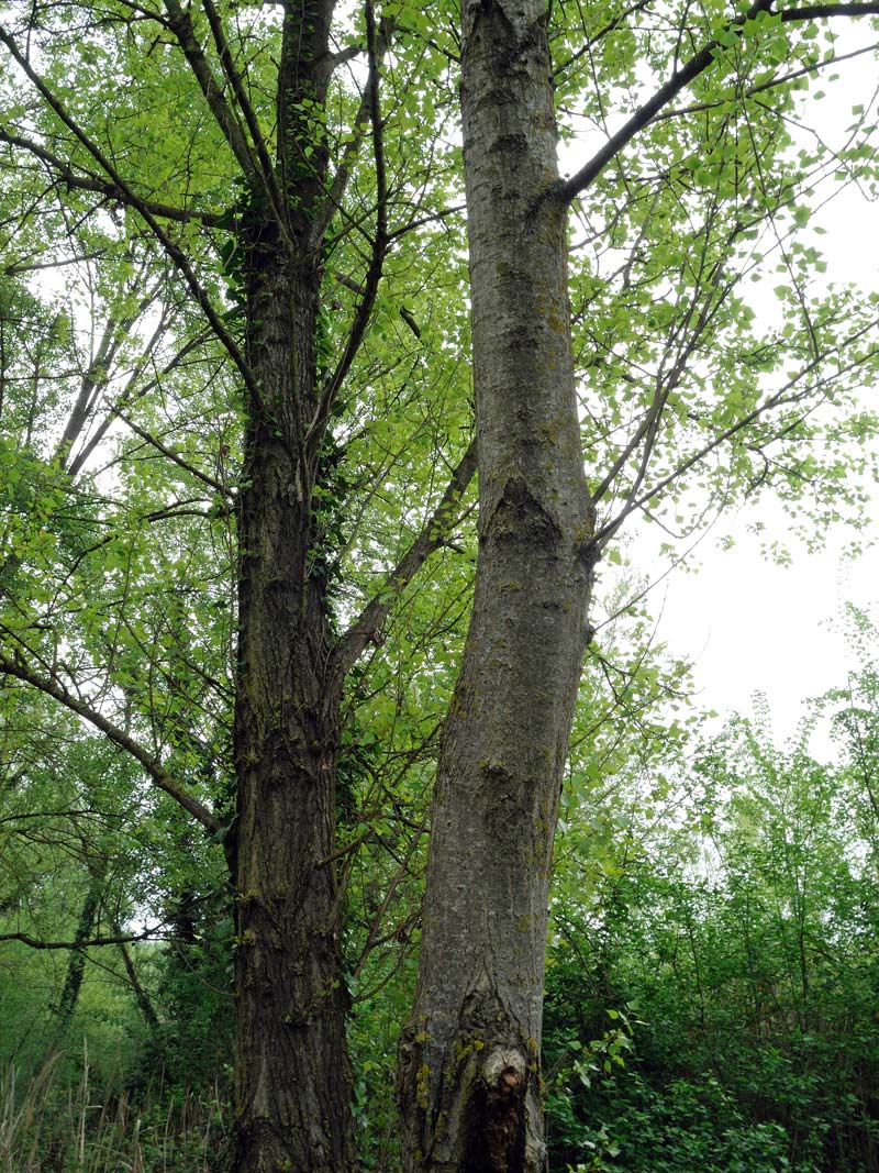 Populus nigra L.
Populus nigra L.
Parole chiave: Populus nigra L.