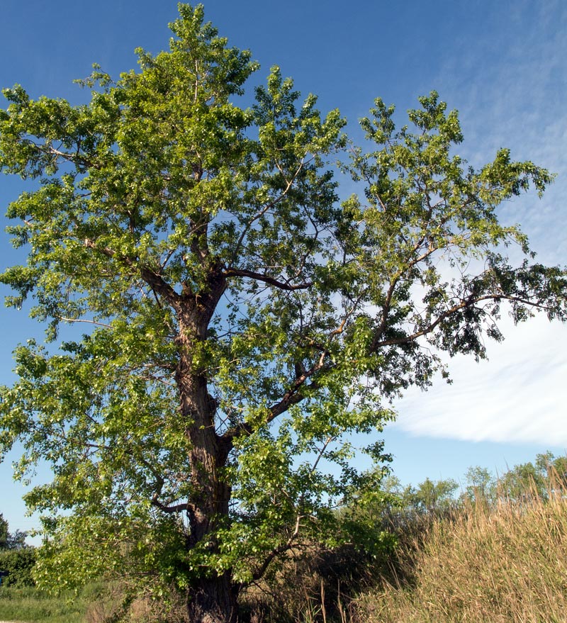 Populus nigra L.
Populus nigra L.
Parole chiave: Populus nigra L.