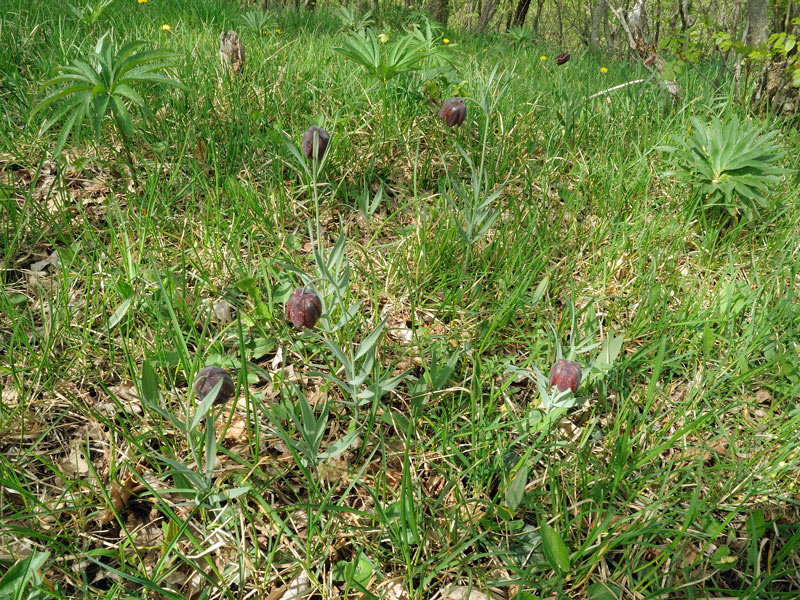 Fritillaria montana
Fritillaria montana
Parole chiave: Fritillaria montana