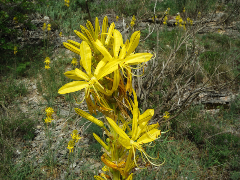 Asphodeline lutea (L.) Rchb
Asphodeline lutea (L.) Rchb
Parole chiave: Asphodeline lutea (L.) Rchb