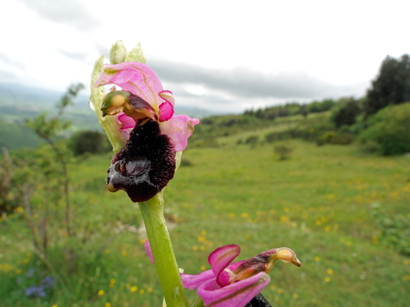 Ophrys bertolonii
Ophrys bertolonii
Parole chiave: Ophrys bertolonii