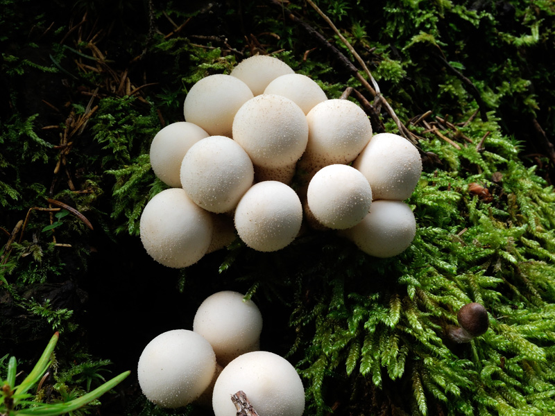 Lycoperdon pyriforme Pers.: Persoon
Lycoperdon pyriforme Pers.: Persoon
Parole chiave: Lycoperdon pyriforme Pers.: Persoon