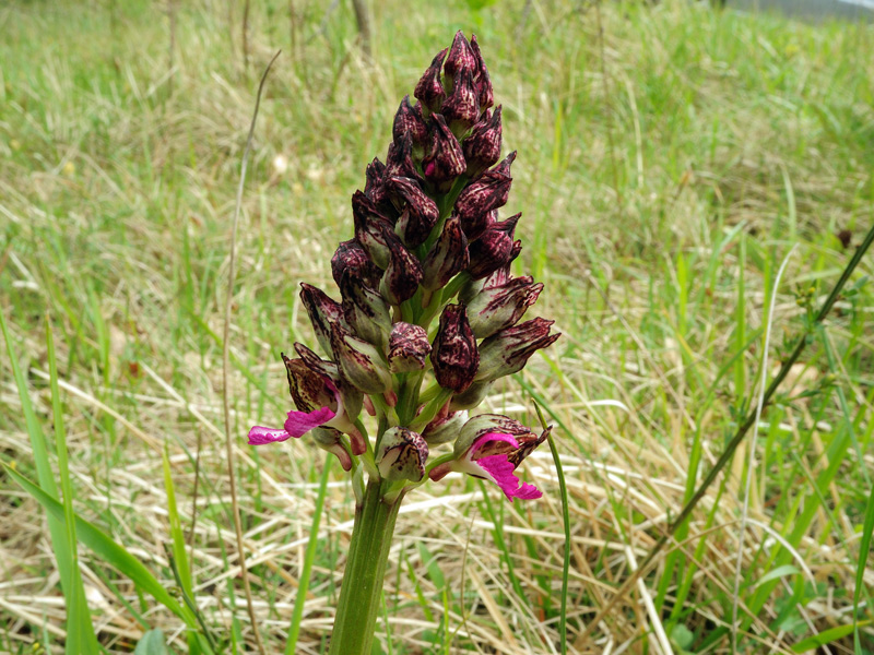  Orchis purpurea Hudson

Orchis purpurea Hudson
Parole chiave: Orchis purpurea Hudson
